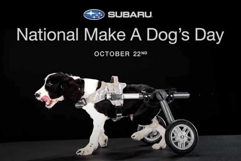 Subaru National Make A Dog's Day